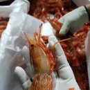 꼬마 간장게장 이미지