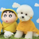 그루머 댄 이미지