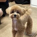 도담펫