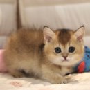 울산고양이분양 도레미캣 이미지