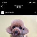 댕이룸 이미지