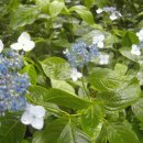 형제목장2 이미지