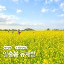 성산1천 | 제주 유채꽃명소 성산 일출봉 유채밭 실시간 후기