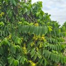 일랑일랑 이미지