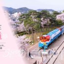 황매산 벚꽃길 이미지