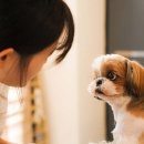 댕댕이 컷 이미지