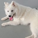 똥콜라 펫살롱 | 왓츠인마이블로그 블챌답게 TMI 나열하기