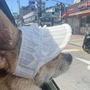 개신나멍 | 영종도 애견펜션 / 개신나멍 후기🐶🐾