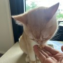 냥냥스테이 이미지