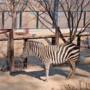 비산2.3동행정복지센터 주차장 | 청주동물원 동물복지 선도도시 청주 여행 가볼만한 곳, 국내 1호 거점동물원 방문후기