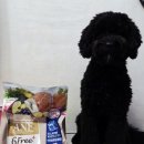 디어독 | 🐶 [강사모X우리와] 초코의 ANF 식스프리플러스 인디어 독 연어&amp;흰살생선 체험 후기