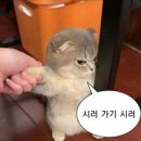 봄가방 이미지