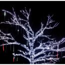 12월 28일(일요일)보성 불빛 축제( 남도관광전용기차여행) 이미지