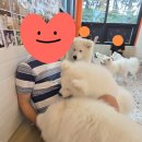 하트애견 | [일상] 천안 애견카페 하트멍 다녀온 후기
