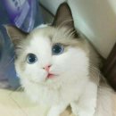 신석 이미지