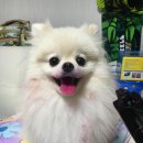 강아지홀릭 이미지