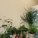 요선약국 이미지