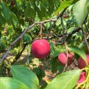 산전농산 | 햇자두 직거래, "하.. 저 사기 당했어요.. <신종 수법>"