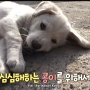 동물농장 이미지