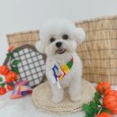 바닐라 퍼피 이미지