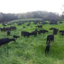 청정염소농장 이미지