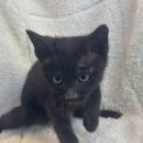 도그마루 고양이강아지 청주점 이미지