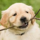 강남강아지 이미지