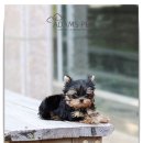 김제강아지 이미지