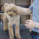 Coco Grooming 이미지
