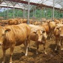 한우한마리 이미지