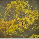 아리힐스(짚와이어) 이미지