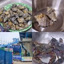 선재마을 | 대부도 갯벌체험 | 선재어촌체험마을 (주꾸미, 소라, 바지락, 돌게)