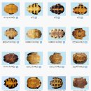(주)넘버원허브 네이버블로그
