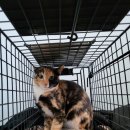 상아 동물메디컬 이미지