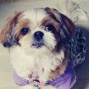 금지옥엽 Daum카페