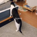 뽑기뽑기 청양사격장 | 진짜 그냥 일기 | (5/3) 방울토마토로 이것저것, 센텔리안24 마데카프라임, SK알뜰폰 유심변경 완료...
