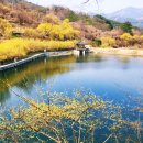 간전중앙로 | 2026 구례 산수유축제 일정 기간 총정리 산수유꽃부터 현천마을 포토 스팟 가볼만한곳까지!(ft. 개화시기)