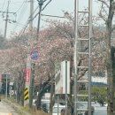 마곡사 가는길 민박 | 공주 가볼만한곳 마곡사 4월 방문 관람포인트