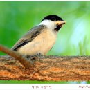 이소 이미지