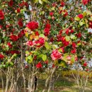 아름다운 쌍계사 십리벚꽃길과 화개장터 섬진강 테마로드에서 ~ 이미지