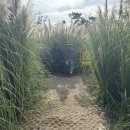 파인파크 이미지