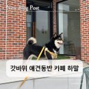 짱구애견 | 경산 갓바위 애견동반 카페 하말(HAMAL), 조용한 뷰카페 내돈내산 솔직 후기