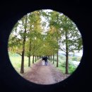 칠곡 가산 핑크뮬리 이미지