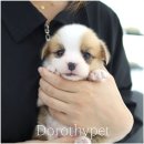 영인농장 | 영인강아지분양 이젠 익숙해진 루틴이 됐어요