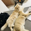 서로 대치 중 이미지