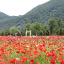 자라섬 주차장 이미지