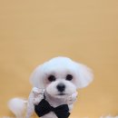 애견#(샾) 이미지