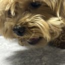 견묘양처 이미지