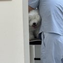 강아지미장원 이미지