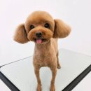 더퍼스트펫살롱 | 낙성대 강아지미용 메리몽드 펫살롱｜꼼꼼한 미용부터 세심한 케어까지 내돈내산 솔직후기